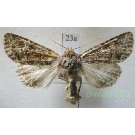 Apamea furva (Denis & Schiffermüller, 1775) Czech23a